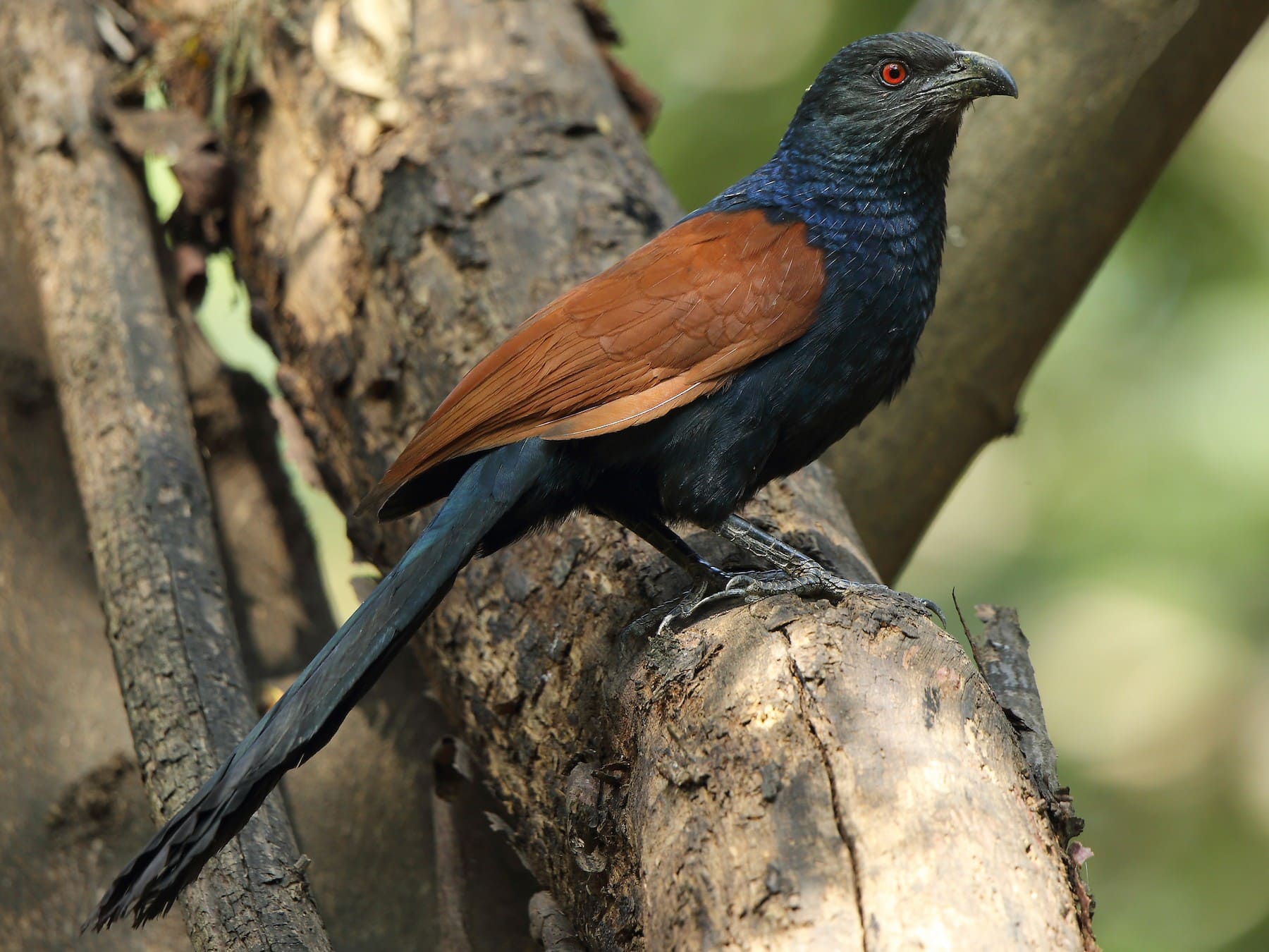 Greater Coucal